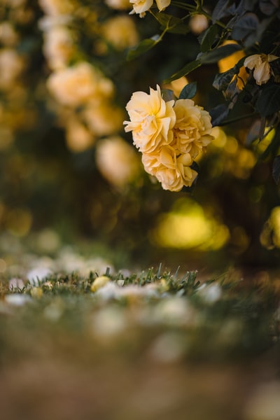 The yellow flowers in tilt shift lens
